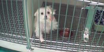 Maltese dog in cage at Petland store