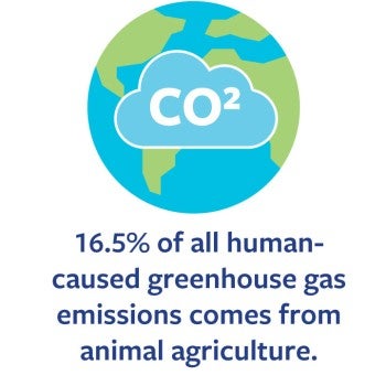 16.5% of all human-caused greenhouse gas emissions comes from animal agriculture.