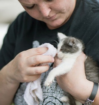 Woman cleaning a kitten's nose. 