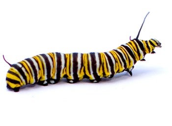 yellow caterpillar on a white background