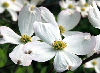 dogwood flowers