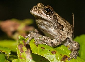 grey tree frog