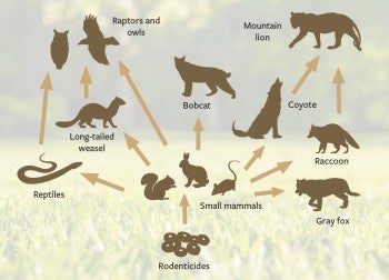 chart showing how toxins in rodenticide hurt a food chain