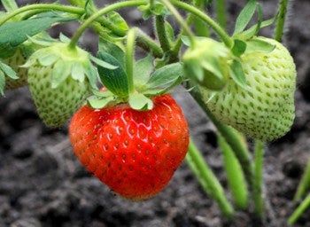 wild strawberry plant