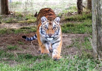 Elsa the tiger in her new home