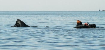 Rescuers freeing an entangled right whale