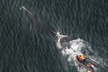 Photo of rescuers attempting to free an entangled right whale