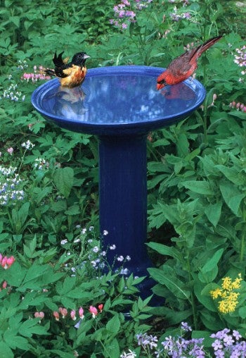 Two birds in a bird bath