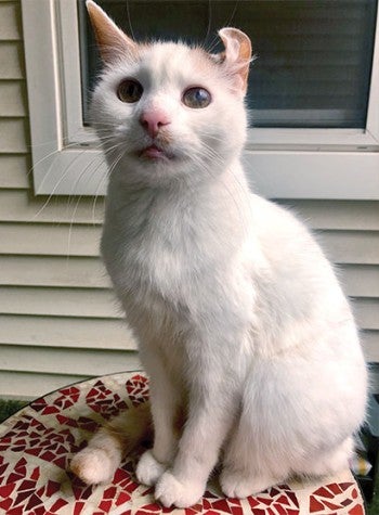 White cat sitting on a table