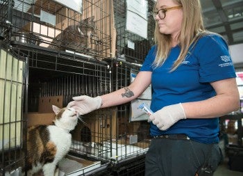 A kitty is fed treats from rescuer Jenn Cherry.