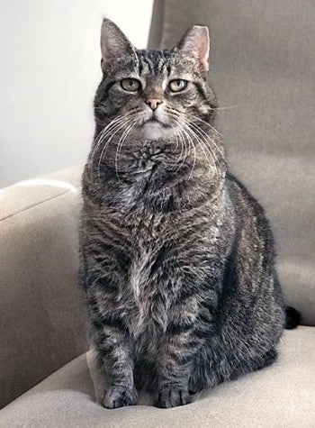 Ear-tipped cat sitting on a soft chair.