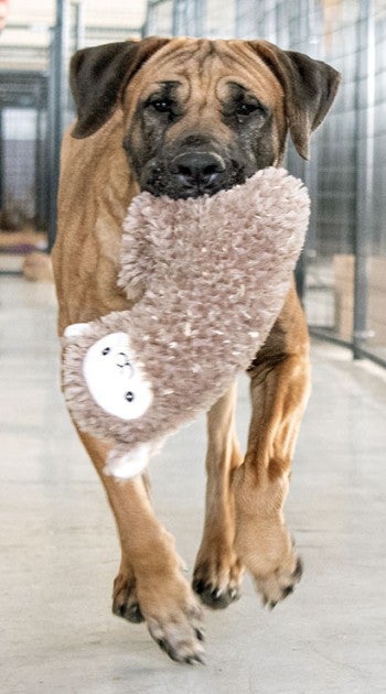 Dog running with a toy in his mouth