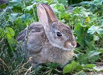 brown rabbit in the grass