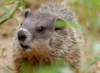 woodchuck in the grass