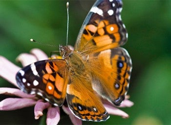 American painted lady butterfly perched on a pink flower