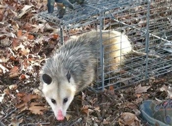 oppossum being released from a cage into the wilde