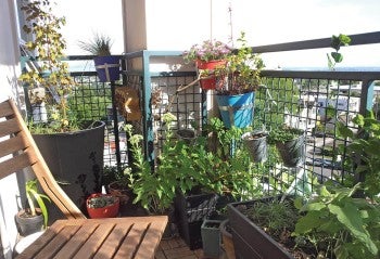 Patio garden filled with green plants