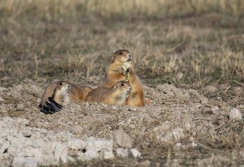 Prairie Dogs in natural habitat