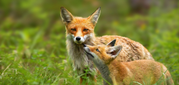 Red fox mother and young cub touching with noses in nature