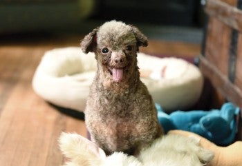 Photo of a happy B.B. with her tongue hanging out.