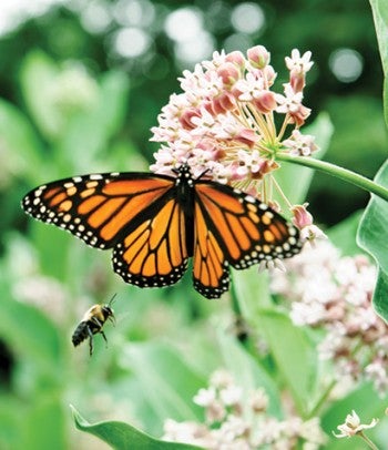 Photo of a butterfly on a wildflower.