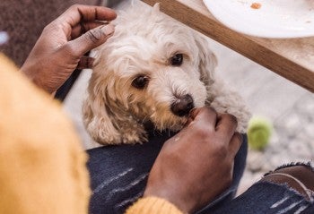 Little girl feeding a dog table scraps from her holiday dinner