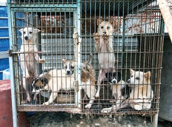 Dogs in a cage on a South Korea dog meat farm.