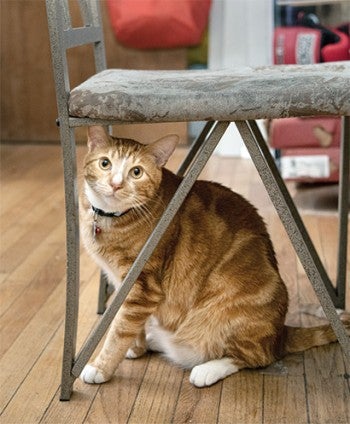 Jazz the cat peeking out from beneath a chair.