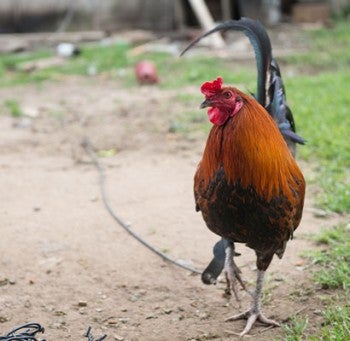 A rooster attached to a tether that was bred for cockfighting