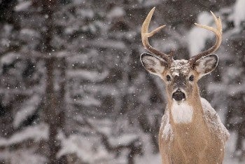 A buck white tailed deer looks into the camera as snow falls around him gently