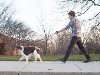 A man walks a medium white and brown dog on a sidewalk