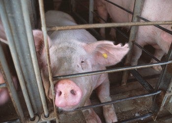 Photo of a pig in a gestation crate