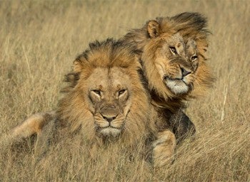 Humba and Netsai cuddle playfully in the tall grass