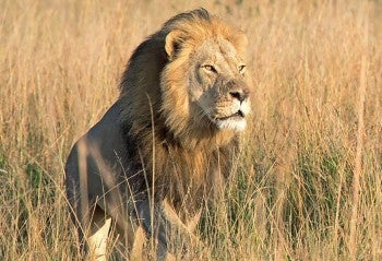 Xanda the lion stands in a field of tall grass