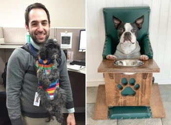 Collage of 2 photos showing dogs sitting upright to eat. On the right, held up in a harness worn her owner; on the left, sitting in a chair.