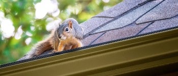 A squirrel can get to the attic through the roof