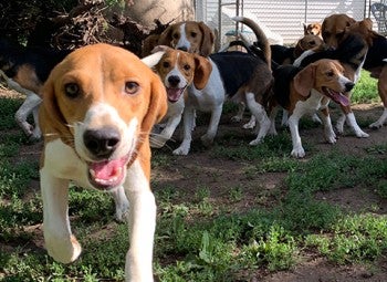 Beagles removed from research lab play at shelter