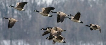 Canada geese flying in formation