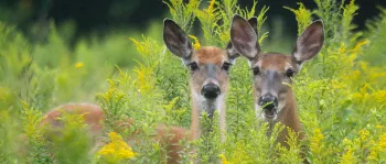 Two deer in a field