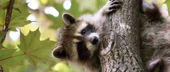 Raccoon in a tree