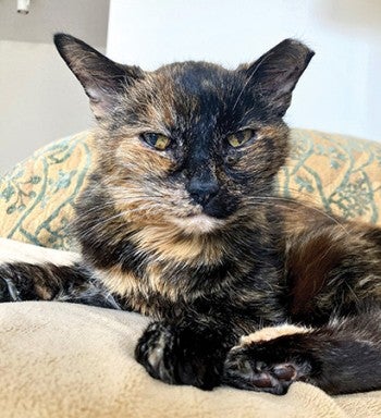 Portrait of a tortoiseshell cat