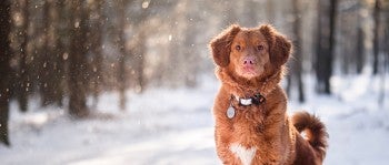 Brown pet dog standing in snowy winter forest