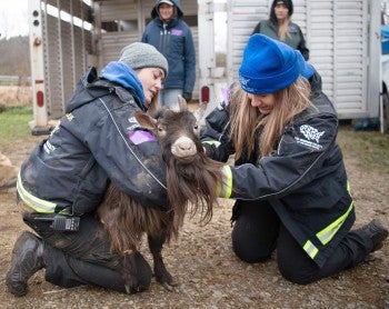 A goat is being rescued by the HSUS Animal Rescue Team.