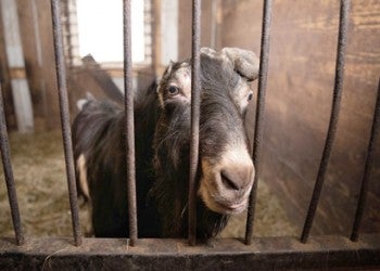 A goat with a horn curling into his head