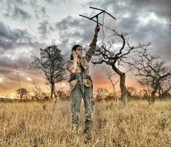 Leno Sierra, Zululand field manager for the African Pangolin Working Group, tracks a rescued pangolin.