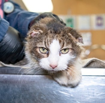 Closeup of Toby, a rescued cat.