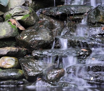 Chipmunk drinking from a waterfall