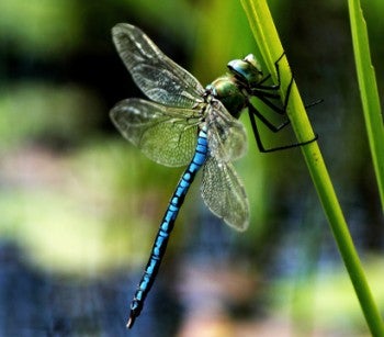 Blue dragonfly on a blade of grass