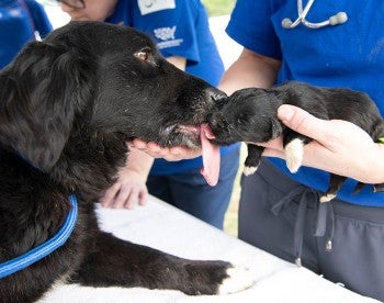 Mother dog Sally licks a rescued puppy held by HSUS staff from neglect rescue