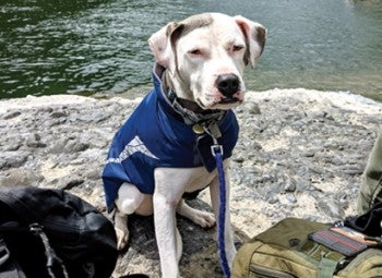 Avery the dog at the Rogue River, Oregon